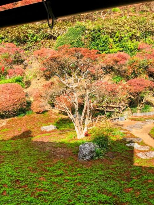 大龍寺で紅葉を楽しんできました